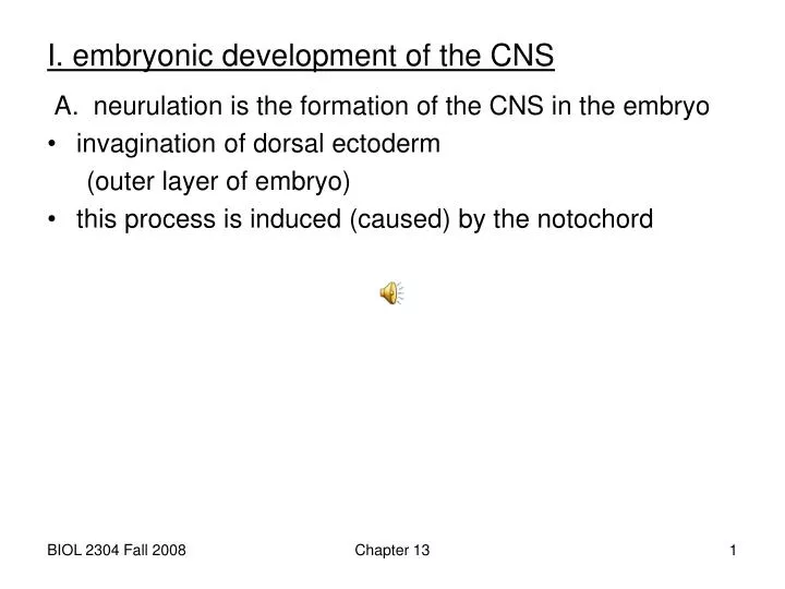 i embryonic development of the cns
