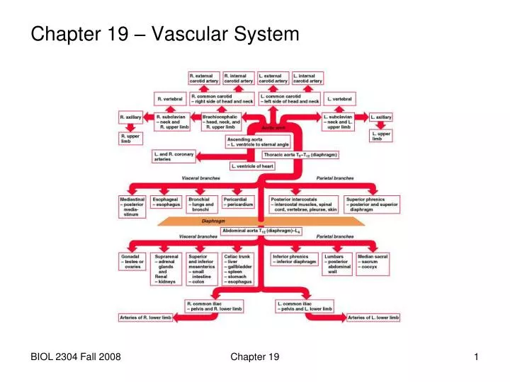 chapter 19 vascular system