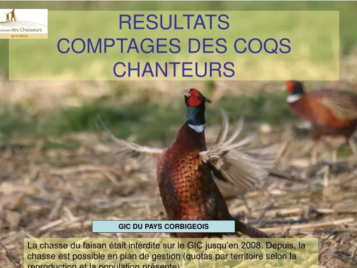 resultats comptages des coqs chanteurs