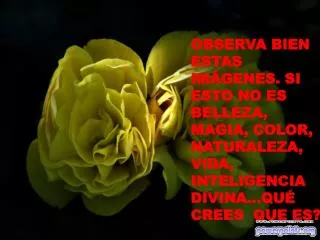 PREGÚNTATE PORQUÉ LAS FORMAS Y LOS COLORES DE LA VIDA NO DEJAN NUNCA DE SORPRENDENOS
