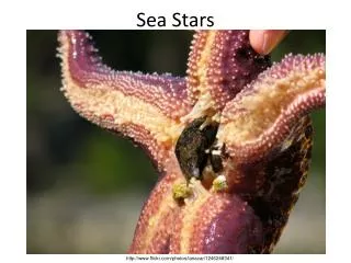 Sea Stars