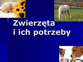 zwierz ta i ich potrzeby