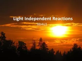 Light Independent Reactions