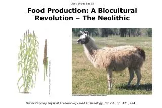 Class Slides Set 32 Food Production: A Biocultural Revolution – The Neolithic