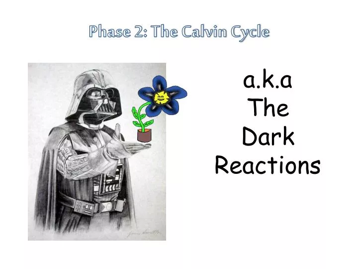 phase 2 the calvin cycle