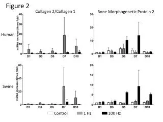 Bone Morphogenetic Protein 2