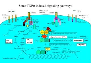 Some TNF a induced signaling pathways
