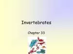 Invertebrates - slide 1