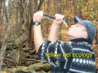 Yellow eel ecology
