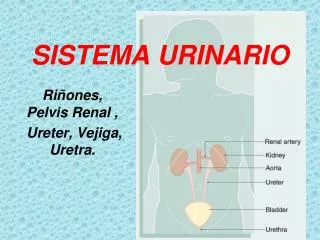 sistema urinario