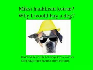Miksi hankkisin koiran? Why I would buy a dog?