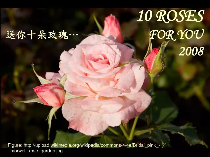 10 roses for you 2008