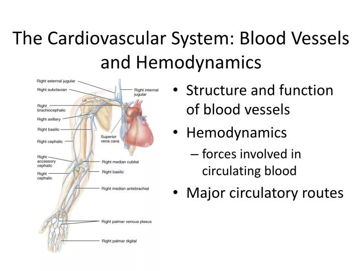 the cardiovascular system blood vessels and hemodynamics