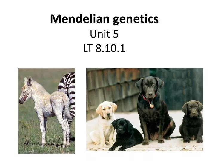 mendelian genetics unit 5 lt 8 10 1