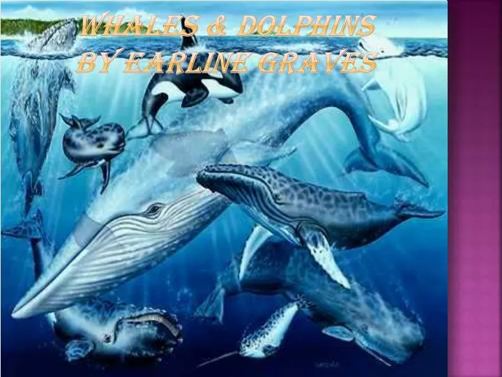 whales dolphins by earline graves