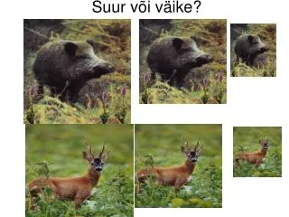 suur v i v ike
