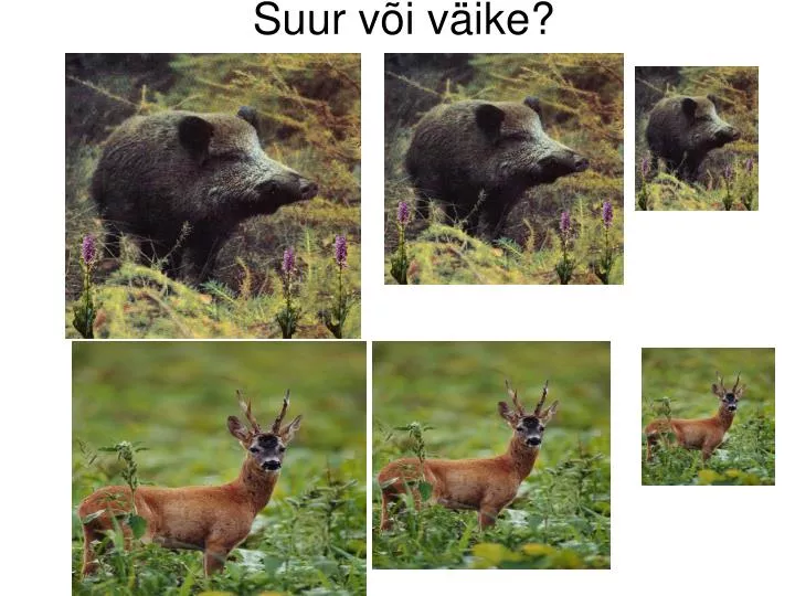 suur v i v ike