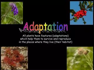 All plants have features (adaptations) which help them to survive and reproduce
