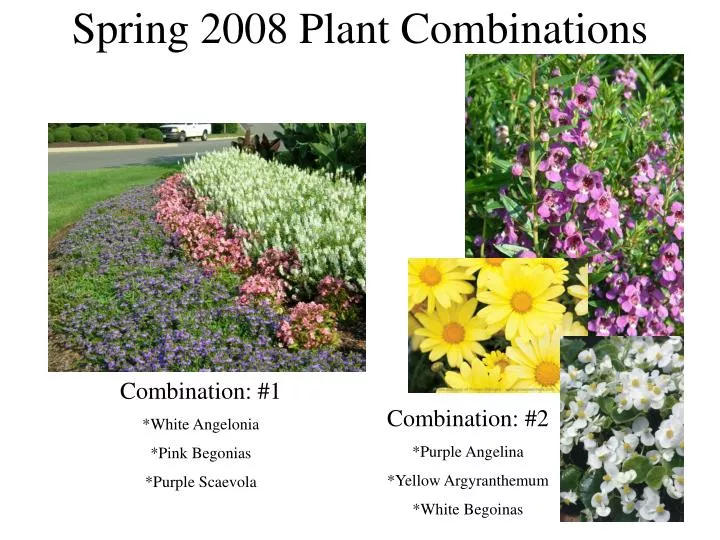 spring 2008 plant combinations