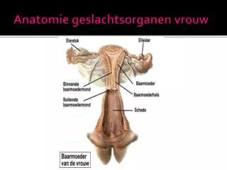 Anatomie geslachtsorganen vrouw