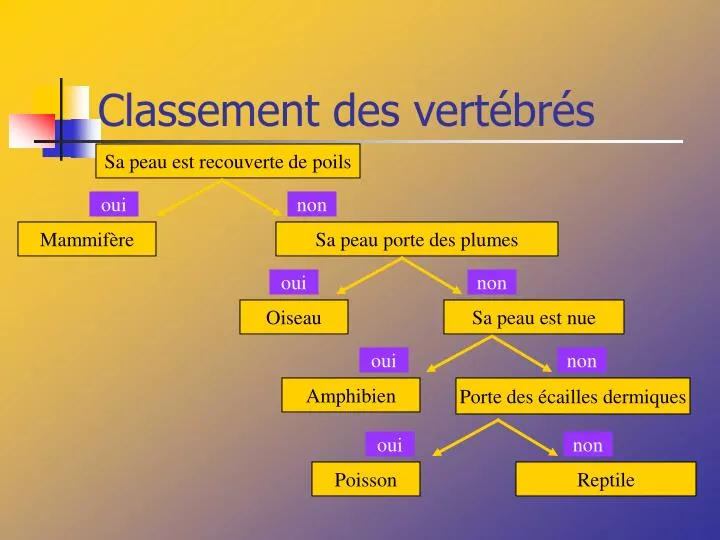 classement des vert br s