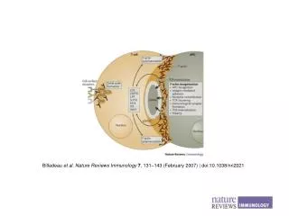 Billadeau et al . Nature Reviews Immunology 7 , 131 –143 (February 2007) | doi:10.1038/nri2021