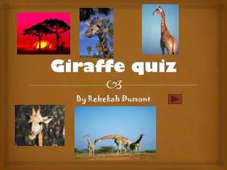 Giraffe quiz