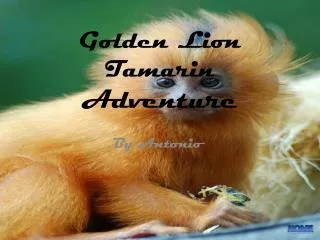 Golden Lion Tamarin Adventure