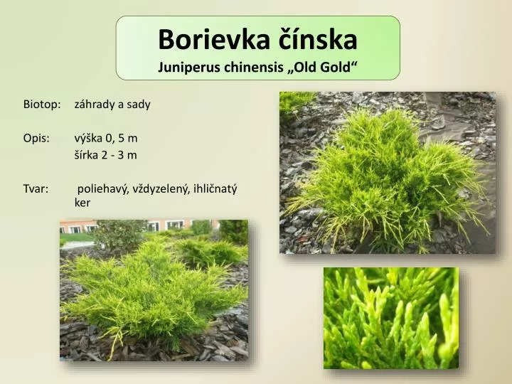 borievka nska juniperus chinensis old gold