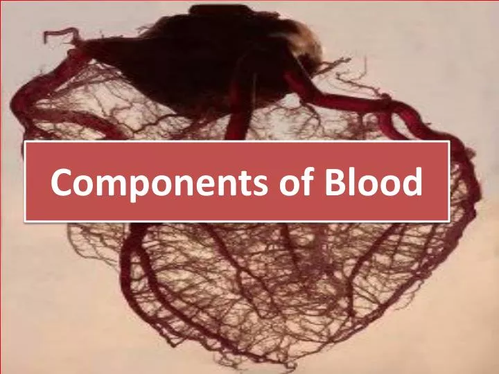 components of blood