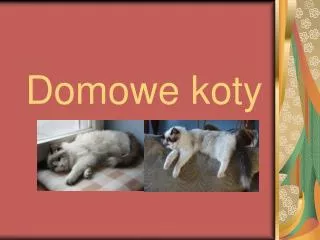 domowe koty