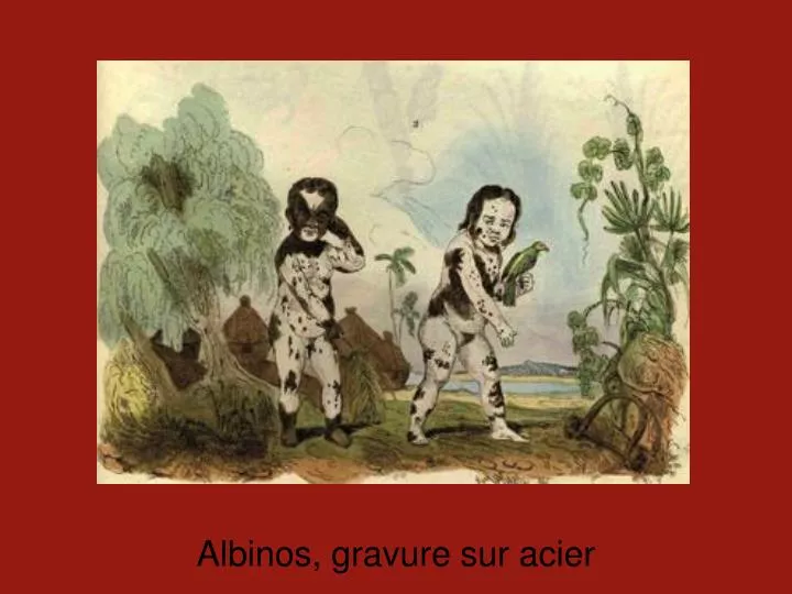 albinos gravure sur acier