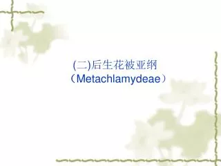 ( 二 ) 后生花被亚纲 （ Metachlamydeae ）