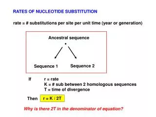 RATES OF NUCLEOTIDE SUBSTITUTION