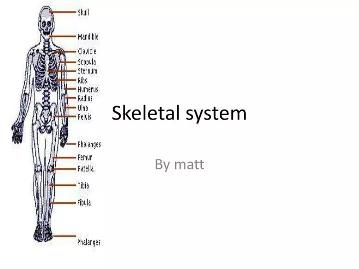 skeletal system