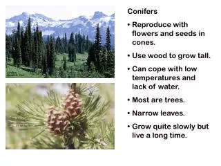 Conifers Reproduce with flowers and seeds in cones. Use wood to grow tall.