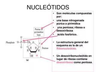 nucle tidos