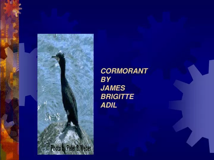 cormorant by james brigitte adil