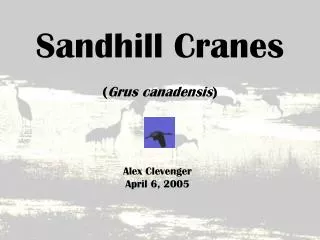 Sandhill Cranes ( Grus canadensis )