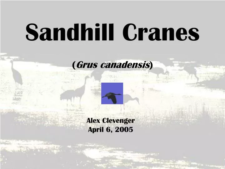 sandhill cranes grus canadensis