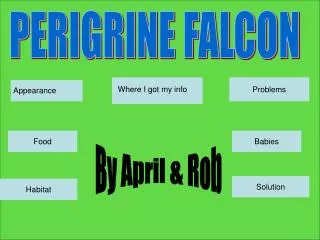 PERIGRINE FALCON