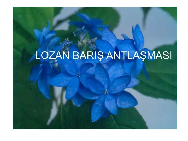 lozan bari antla masi