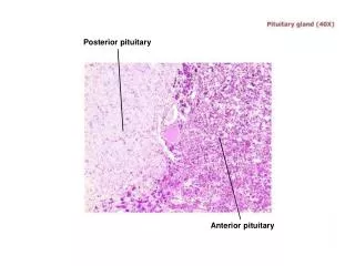 Posterior pituitary