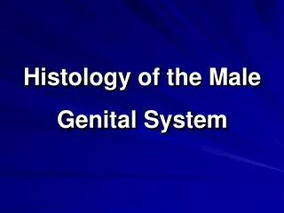 Histology of the Male Genital System