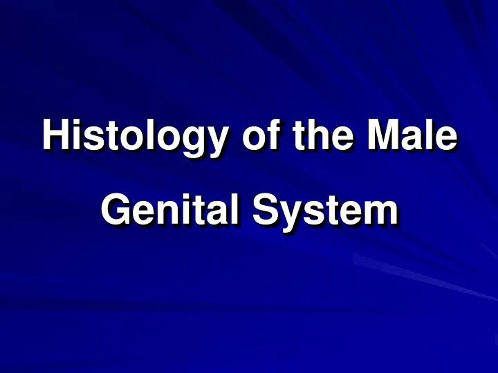 histology of the male genital system