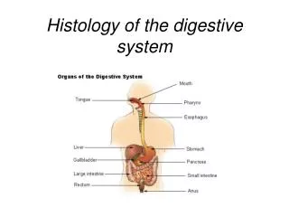 Histology of the digestive system