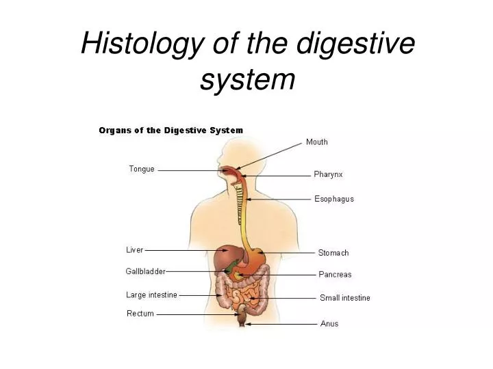 histology of the digestive system