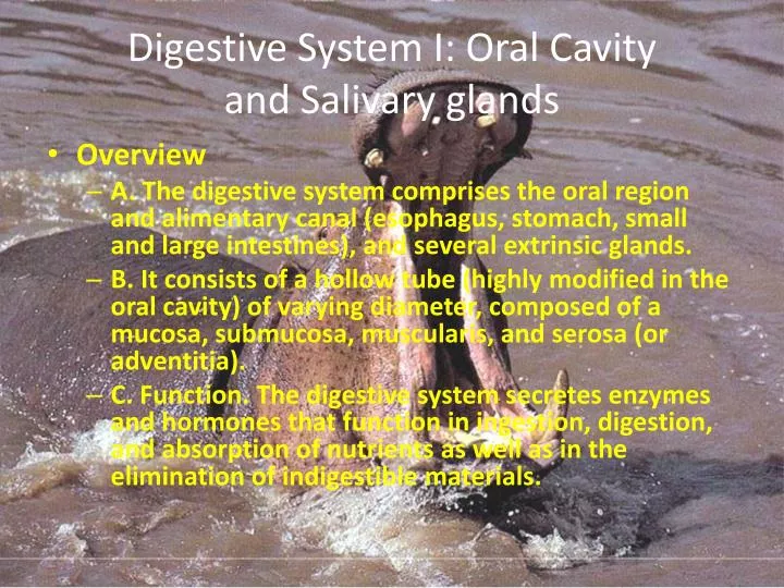 digestive system i oral cavity and salivary glands