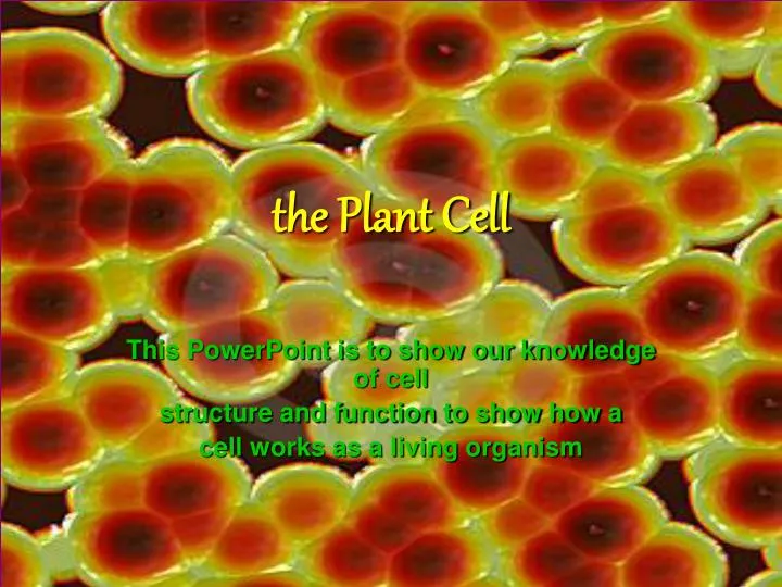 the plant cell