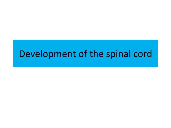 development of the spinal cord